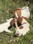 Продавам малки Джак ръселчета, снимка 5