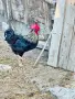 Петли за разплод може и за клане , снимка 1