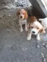 мъжки кокери на 2 месеца, снимка 2