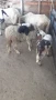 Продавам агнета и овце, снимка 8