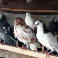 Пазарджишки гълъби, снимка 10 - Гълъби - 29897833