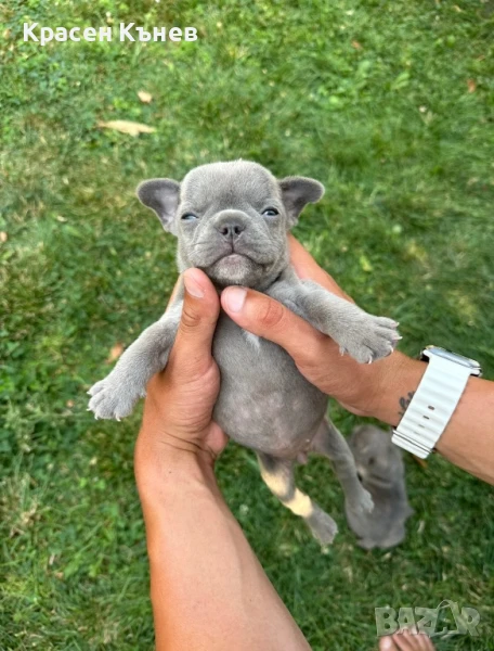 Френски булдочета - сини и пясъчни , снимка 1