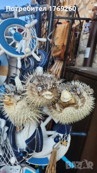 продавам риба балон!, снимка 1