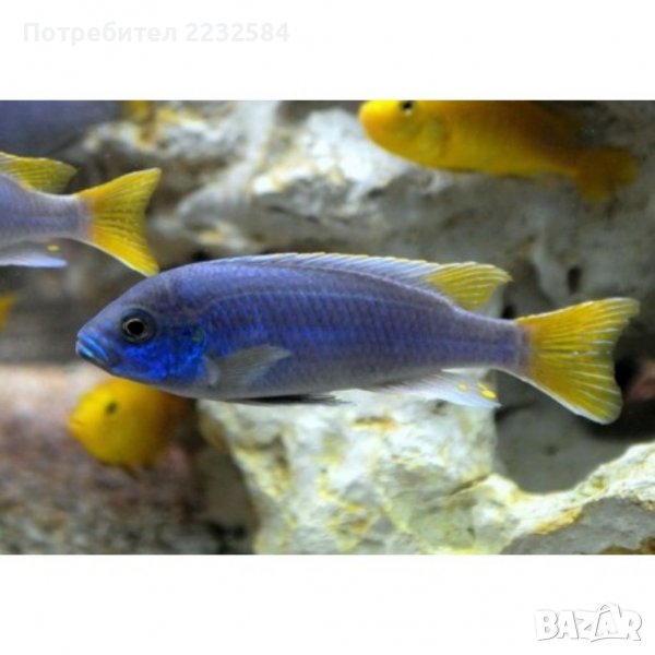 Рибки Африкански цихлиди , снимка 1