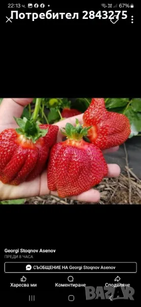 Продавам разсад ягоди , снимка 1