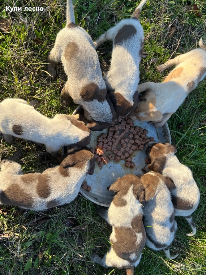 Кученца за трюфели , снимка 1