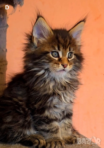 Уникални мейн куун дългокосмести котенца, снимка 1