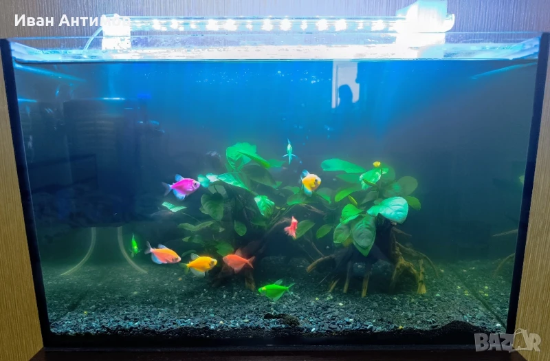 Аквариум 40 литра с оборудване и обитатели, снимка 1