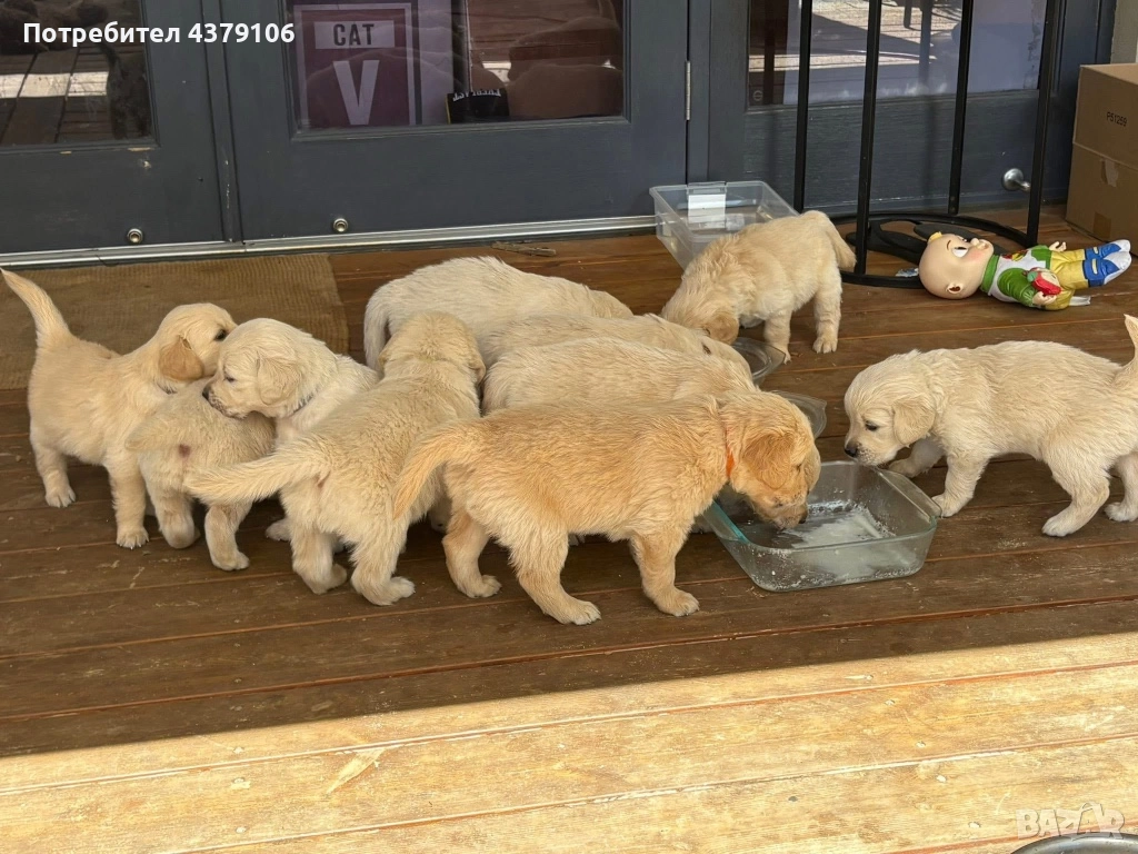 Голдън ретривър момче родословен баща, снимка 1