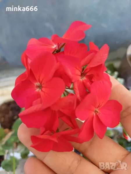 Мушкато, снимка 1