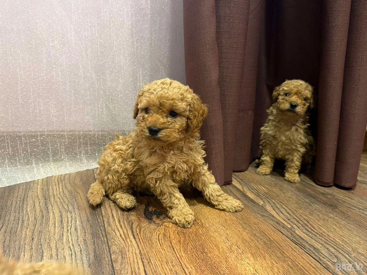 Пудел той , снимка 1