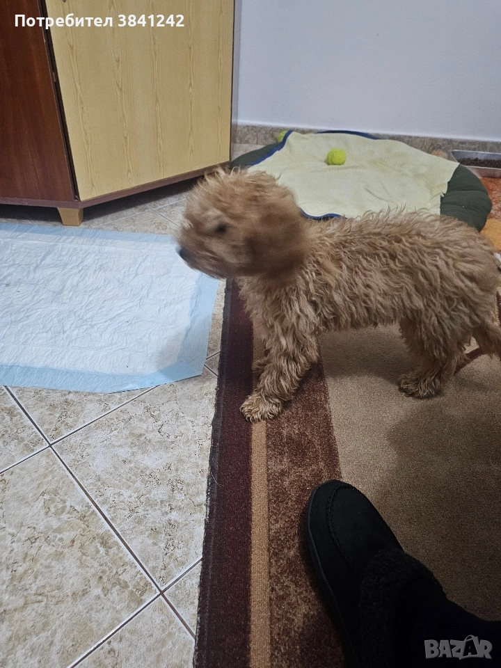 продавам мини пудел , снимка 1