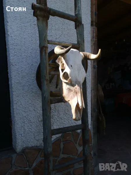 Череп на крава за украса на битови кътчета , снимка 1