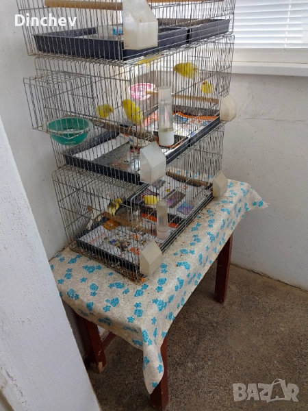 Женски Орфей млади , снимка 1