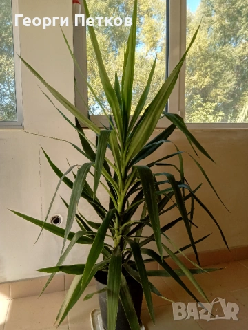 Палма Юка стайна - 150см.- 25 €.