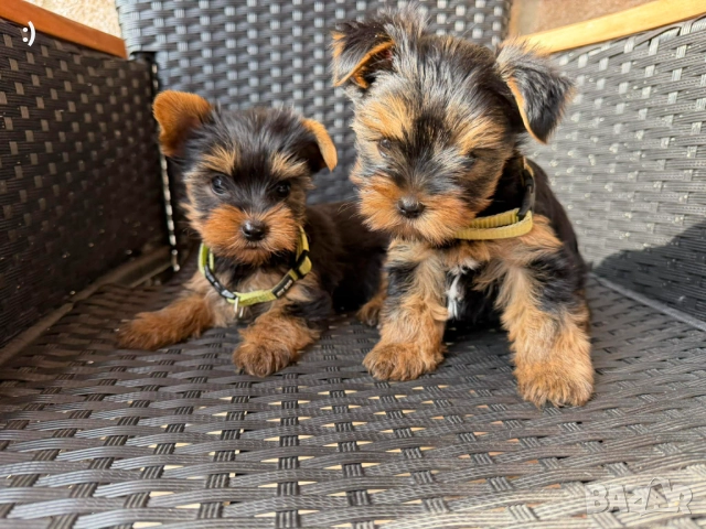 Мини Йоркширски териер Актуално от 4.1.2026, снимка 3 - Йоркширски териер - 52971772