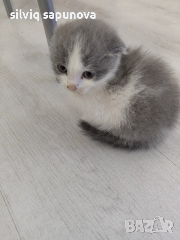 Търсим дом на чистокръвни котета, снимка 4 - Британска късокосместа - 53114632