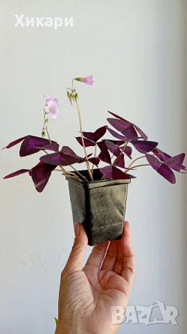Оксалис/ Oxalis Triangularis /, снимка 2 - Стайни растения - 55329443