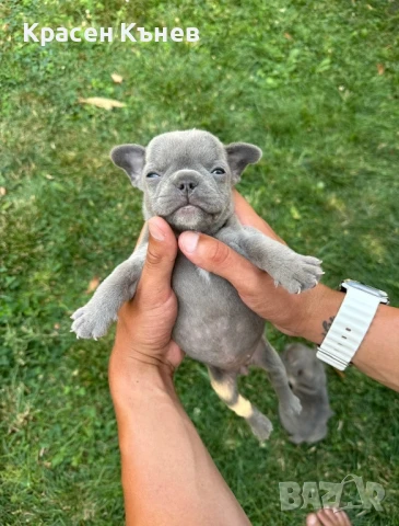 Френски булдочета - сини и пясъчни , снимка 1