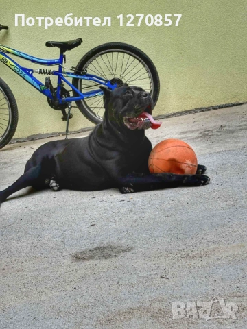 Кане Корсо бебета, снимка 9 - Кане корсо - 52553905