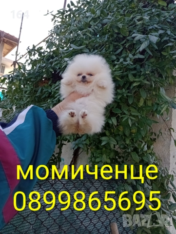 Померан. Мини момченце.