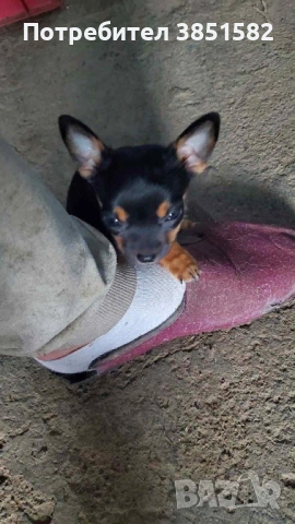 Мини чихо-пинчер момиче 