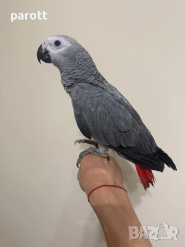 Ръчно хранен папагал Жако