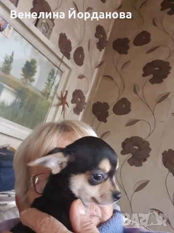 Мини чихуахуа две момченца, снимка 2 - Чихуахуа - 52267825