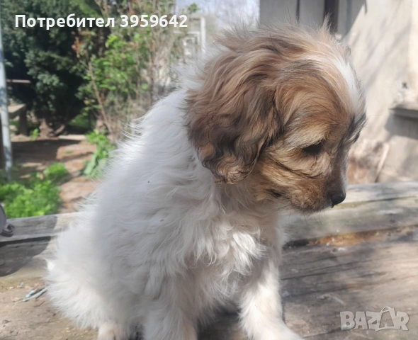 Малки болонки си търсят семейство, снимка 2 - Болонка - 54154849