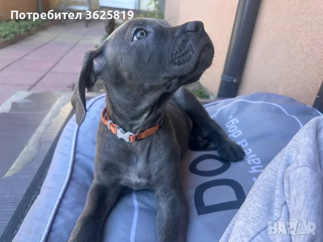Кане Корсо - Cane Corso кученца, снимка 5 - Кане корсо - 55834113
