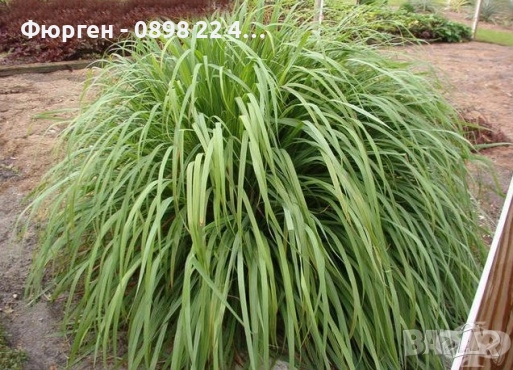 Лимонева трева - Разсад, снимка 2 - Разсади - 52045325