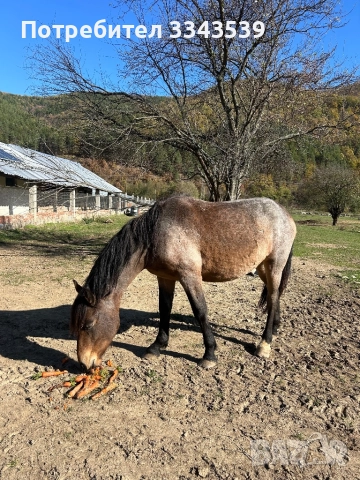 Коне на по две години и половина, снимка 4 - Коне - 52341559
