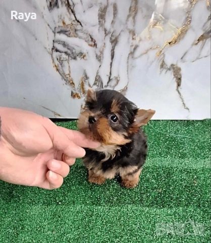 Йоркширски териер , снимка 3 - Йоркширски териер - 48370769