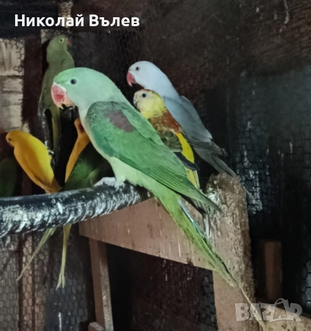 Млади мъжки и женски Александри, снимка 3 - Папагали - 52246227
