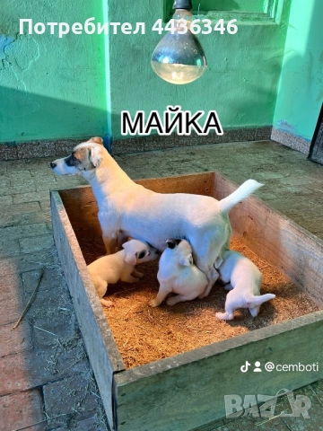 Продавам Джак Ръсел Териер, снимка 5 - Джак ръсел териер - 52775604