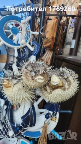 продавам риба балон!