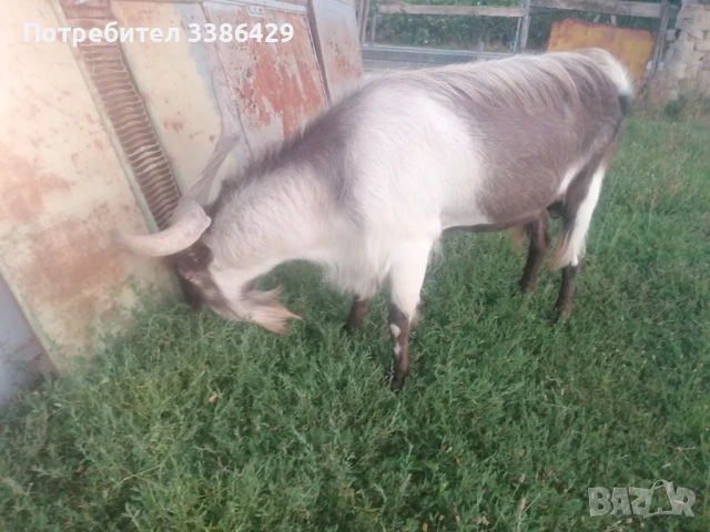 Ярета и пръчове , снимка 6 - Кози - 51078813