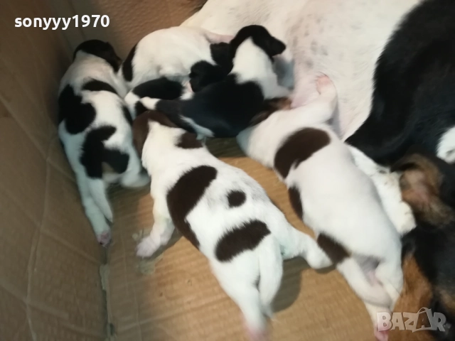 ДЖАК-СЛАДКИ БЕБЕТА 2508250707, снимка 12 - Джак ръсел териер - 51479040