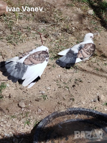 декоративни