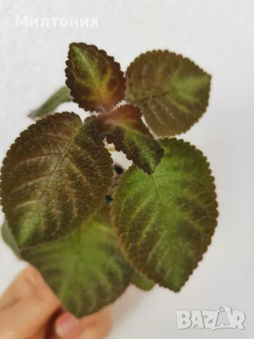 еписция episcia Katherine 