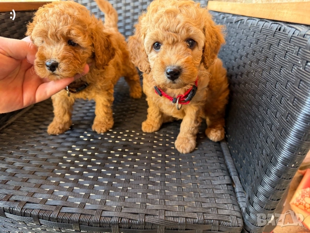 Мини пудели Актуално от 26.4.2026, снимка 3 - Пудели - 54207444