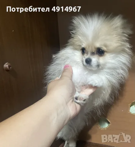 минатюрно померанче родено на 17.06.2026г, снимка 2 - Померан - 56237455