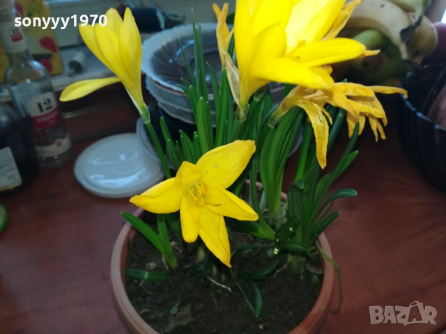 ЦВЕТЯ В САКСИЯ 1910251229, снимка 2 - Градински цветя и растения - 52105462