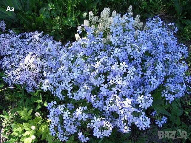 Продавам цветя Флокс за градината - разсад за пролетно засаждане, снимка 18 - Разсади - 28716156