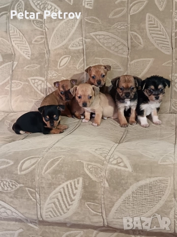 мини чиху пинчер , снимка 2 - Пинчер - 52813031