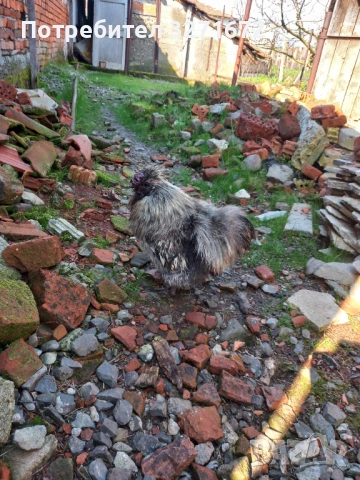 Петле копринка 