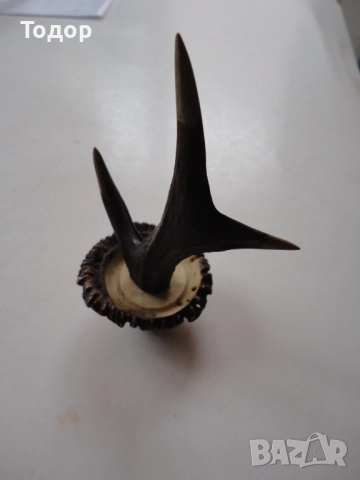 Рог рога закачалка , снимка 7 - Антикварни и старинни предмети - 52639649