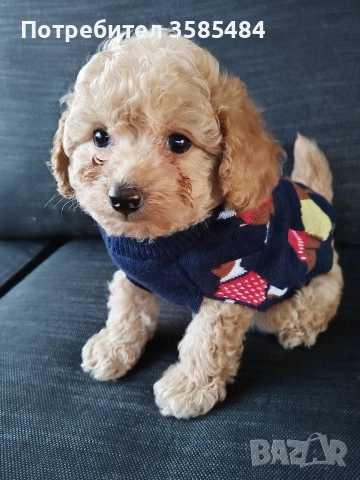 Мини/той пудел момченце