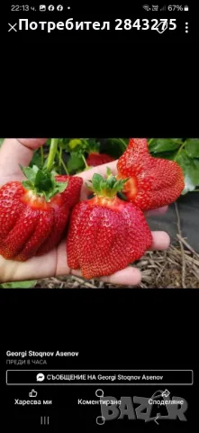 Продавам разсад ягоди , снимка 4 - Сортови семена и луковици - 49817952