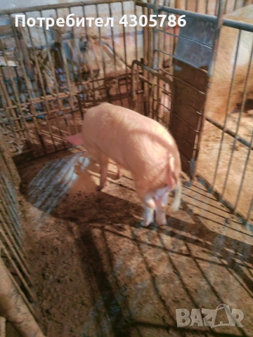 Мъжки прасета, снимка 3 - Прасета - 49519207